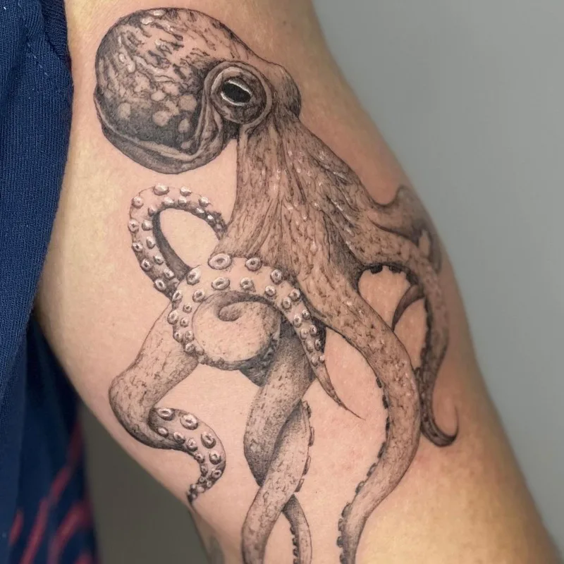 Octopus Lau Mestre (1)