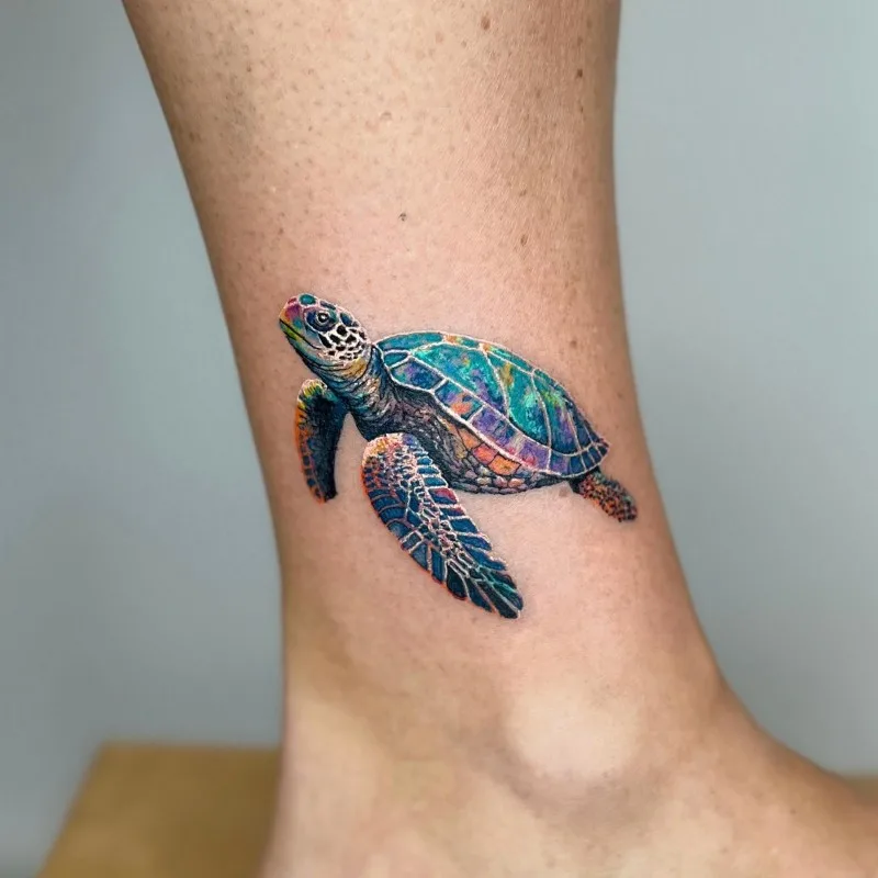 tutle color Lau Mestre (1)